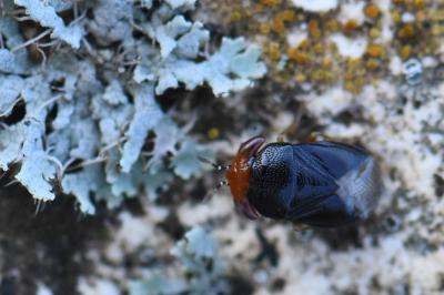 <i>Geocoris erythrocephalus</i>