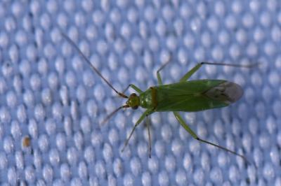 <i>Blepharidopterus angulatus</i>