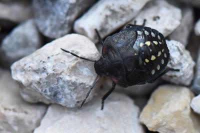Nezara viridula