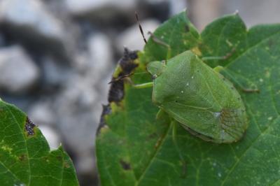 <i>Nezara viridula</i>
