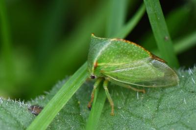 <i>Stictocephala alta</i>