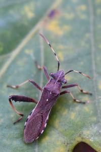 <i>Camptopus lateralis</i>