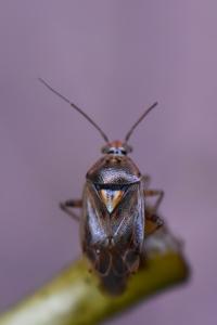 <i>Lygus pratensis</i>