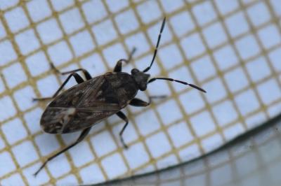 <i>Peritrechus</i>