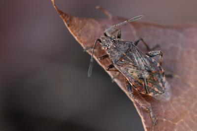 Stictopleurus punctatonervosus
