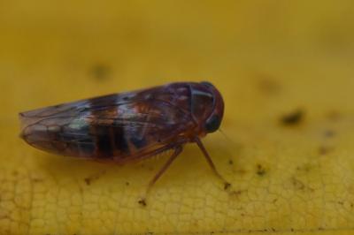<i>Tremulicerus</i>