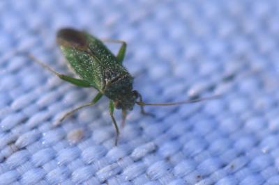 <i>Platycranus</i>