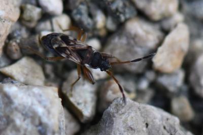 <i>Scolopostethus affinis</i>