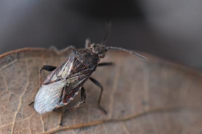 Stictopleurus punctatonervosus