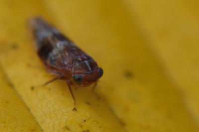 <i>Tremulicerus</i>