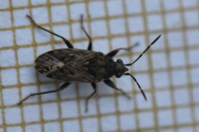 <i>Peritrechus</i>