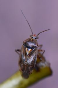 <i>Lygus pratensis</i>