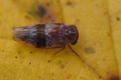 <i>Tremulicerus</i>