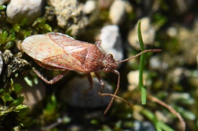 <i>Stictopleurus</i>