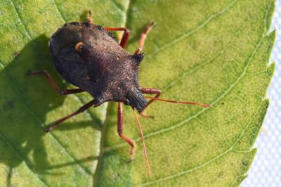 <i>Picromerus bidens</i>