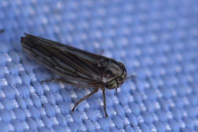 <i>Dryodurgades antoniae</i>