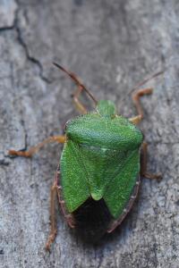 <i>Palomena prasina</i>
