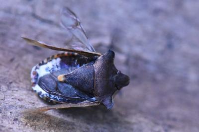 Pentatoma rufipes