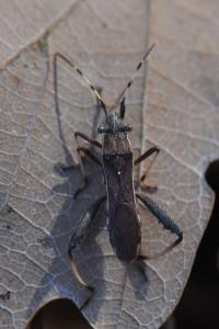 <i>Camptopus lateralis</i>