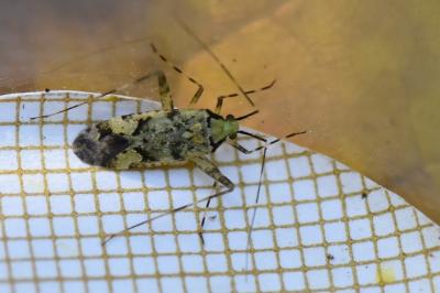 <i>Phytocoris tiliae</i>