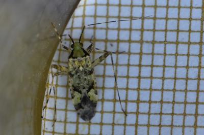 Phytocoris tiliae