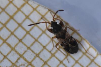 <i>Scolopostethus affinis</i>