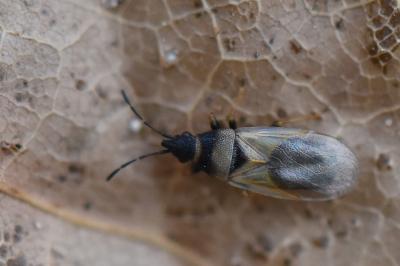 <i>Oxycarenus pallens</i>