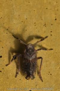 <i>Asiraca clavicornis</i>