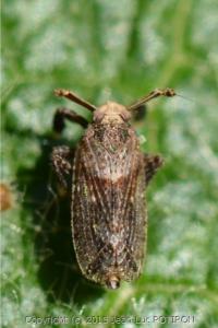 <i>Asiraca clavicornis</i>