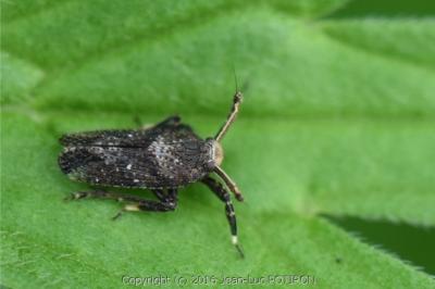 <i>Asiraca clavicornis</i>