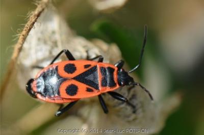 <i>Pyrrhocoris apterus</i>