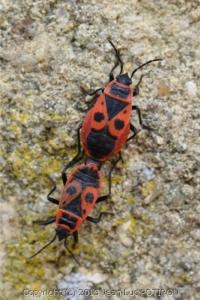 <i>Pyrrhocoris apterus</i>