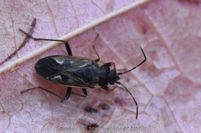 <i>Rhyparochromus vulgaris</i>