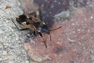 <i>Rhyparochromus vulgaris</i>