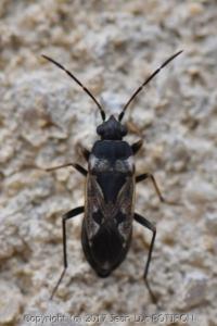 <i>Rhyparochromus vulgaris</i>