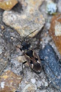 <i>Rhyparochromus vulgaris</i>
