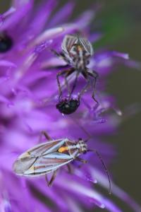 <i>Horistus orientalis</i>