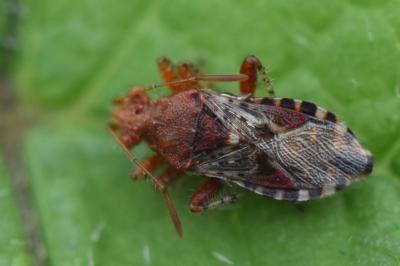 <i>Rhopalus subrufus</i>