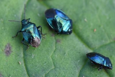 <i>Zicrona caerulea</i>