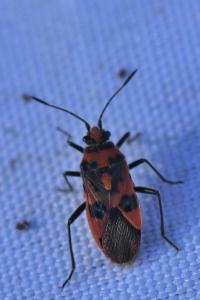 <i>Corizus hyoscyami</i>