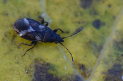 <i>Oxycarenus modestus</i>