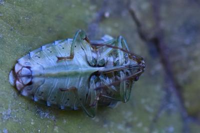 <i>Elasmucha grisea</i>