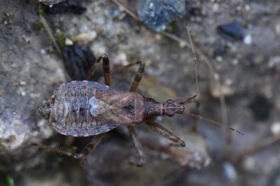 <i>Himacerus apterus</i>