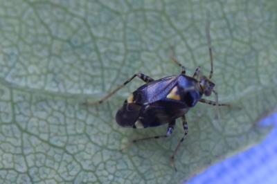 <i>Liocoris tripustulatus</i>