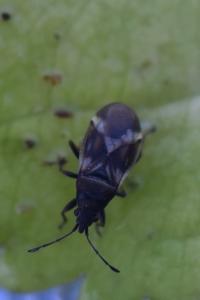 <i>Oxycarenus modestus</i>
