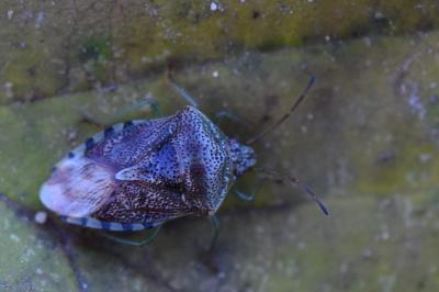 <i>Elasmucha grisea</i>