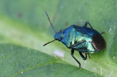 <i>Zicrona caerulea</i>