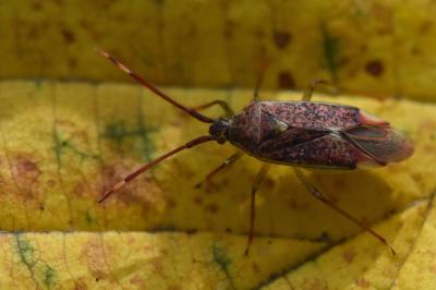 <i>Pantilius tunicatus</i>