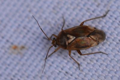 <i>Lygus pratensis</i>