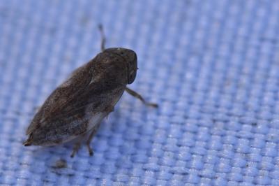 <i>Philaenus spumarius</i>